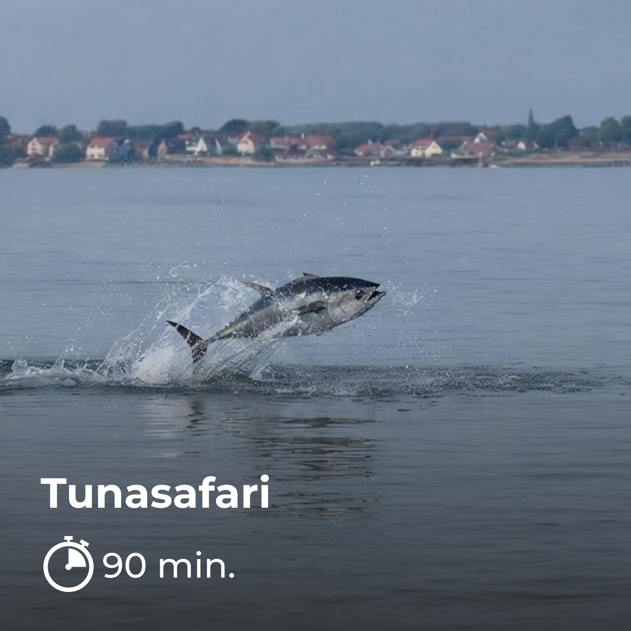 Tunsafari fra Helsingør 1 Tuna fish jumping in oresund